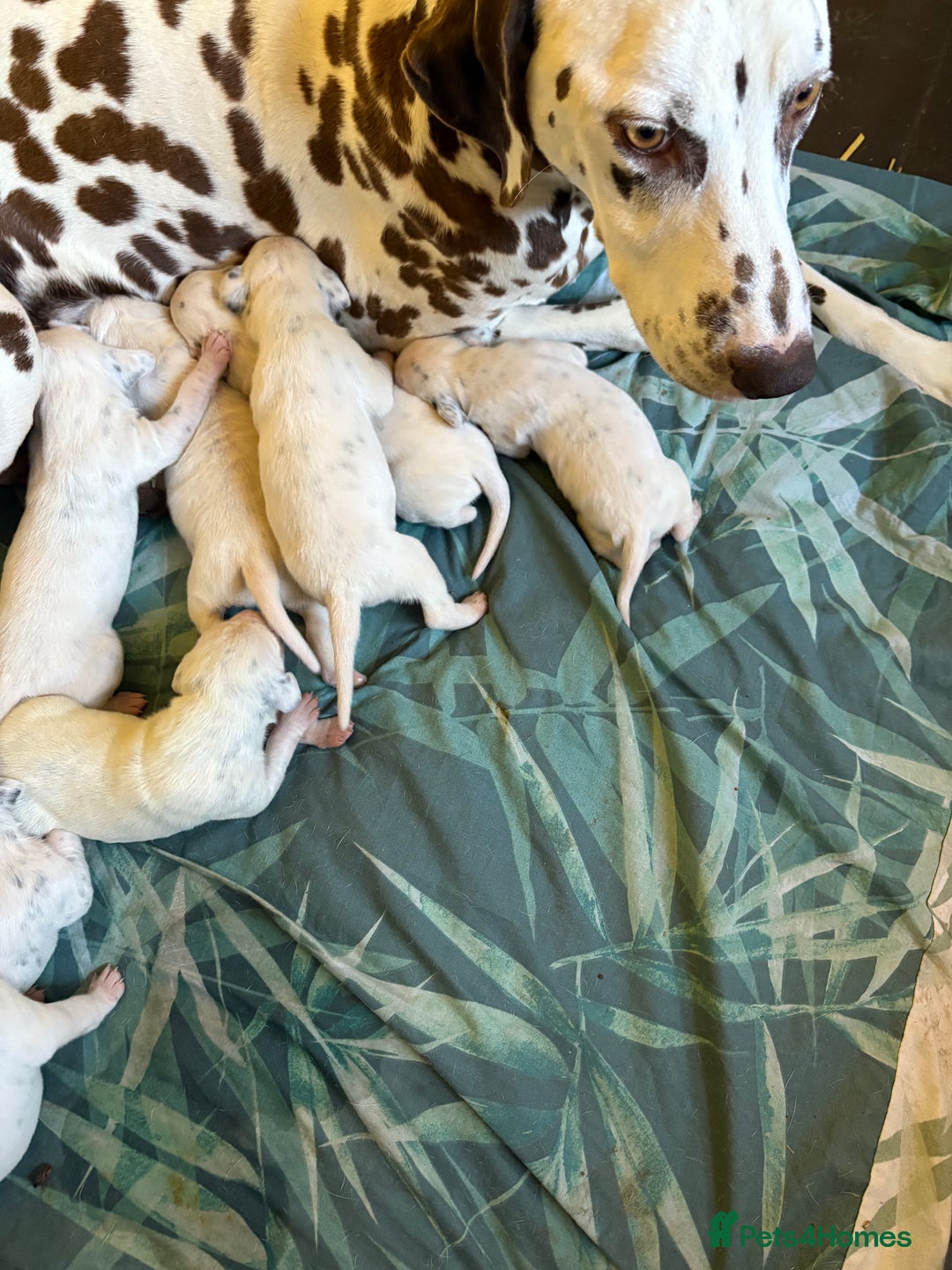 Dalmatian dogs for sale: Gorgeous chunky healthy Dalmatian puppies  - Image 11