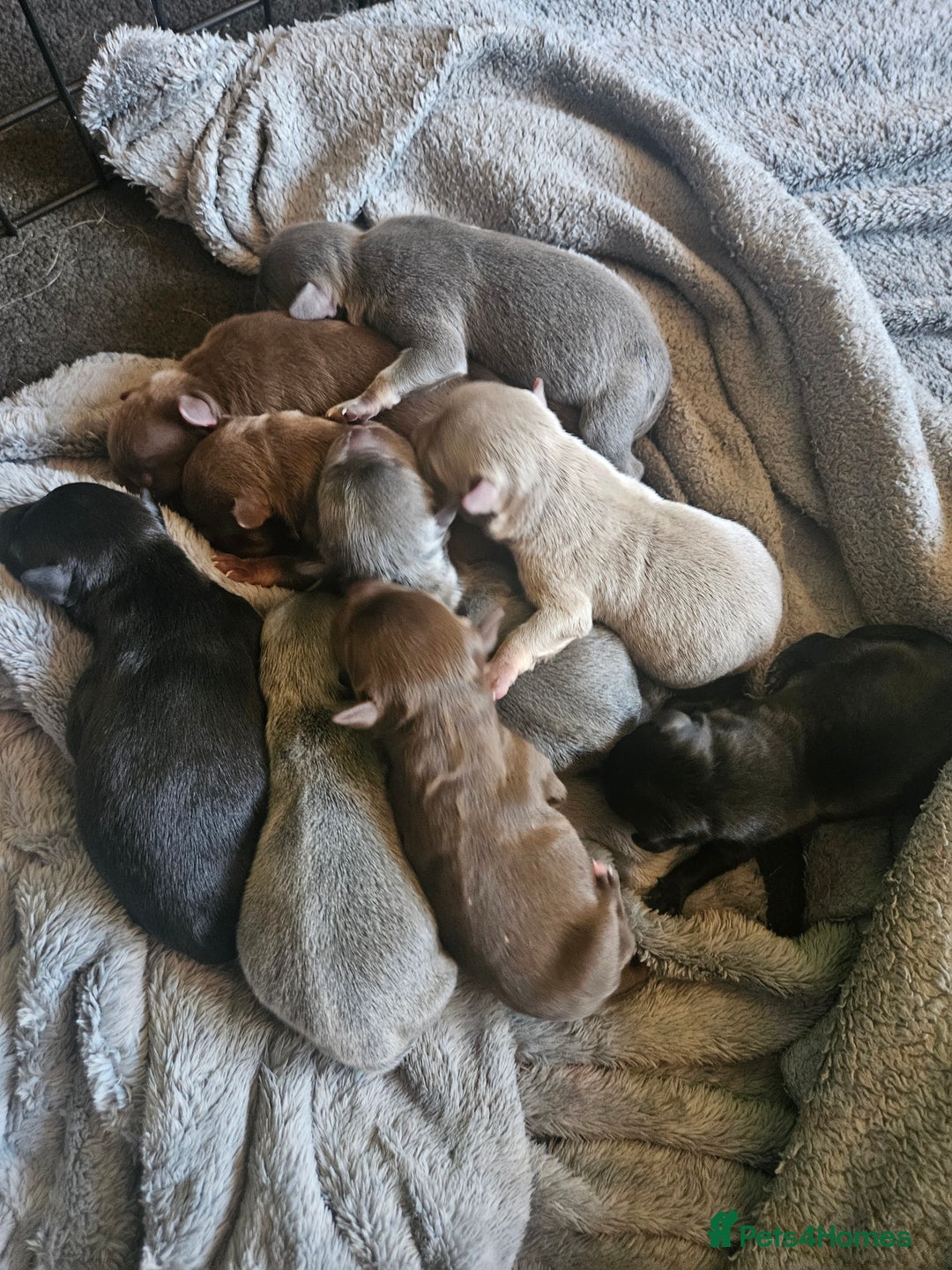 Mixed Breed dogs for sale: 9 beautiful dachshund cross poms - Image 29