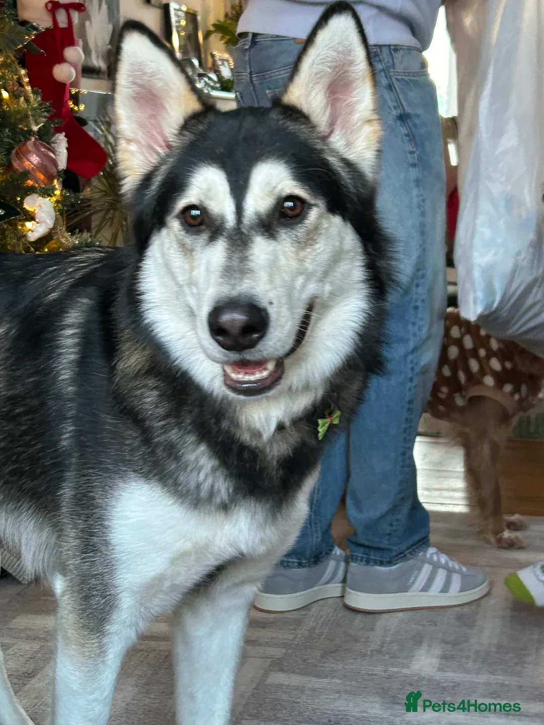Utonagan dogs for sale: Loving Husky/Malamute for rehoming - Advert 2