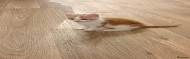Ginger & white male kitten