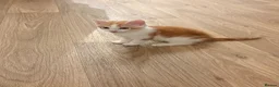 Domestic Shorthair cats for sale: Ginger and white male kitten - Advert 2