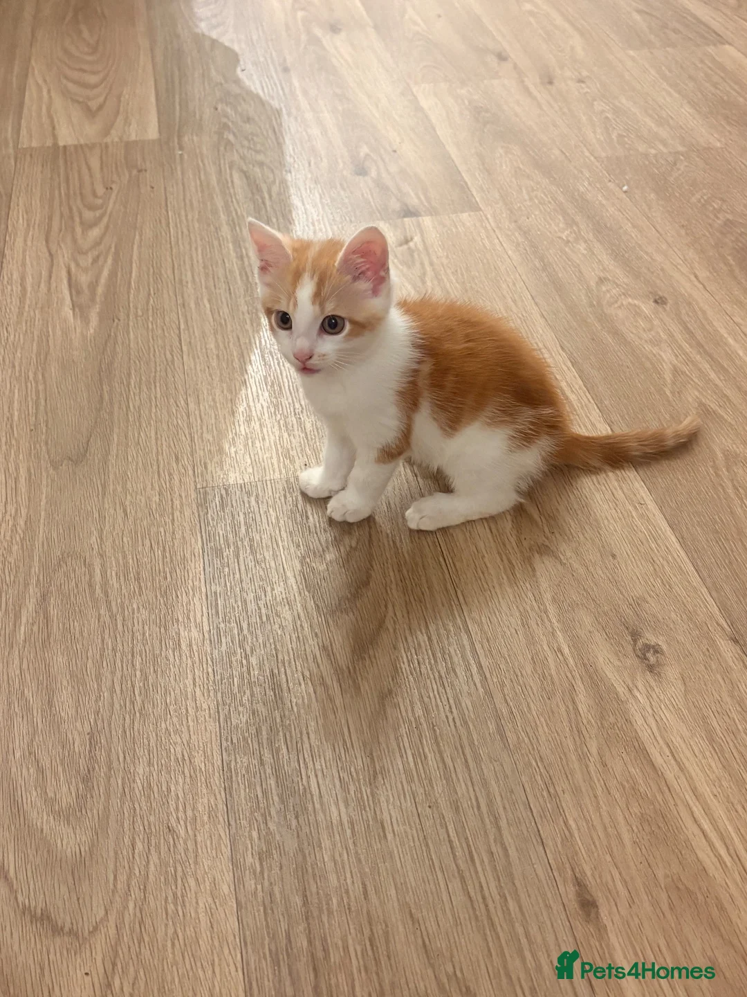 Domestic Shorthair cats for sale: Ginger and white male kitten - Advert 2