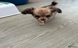 Chipoo dogs for sale: F1b Chipoo last girl  - Image 15