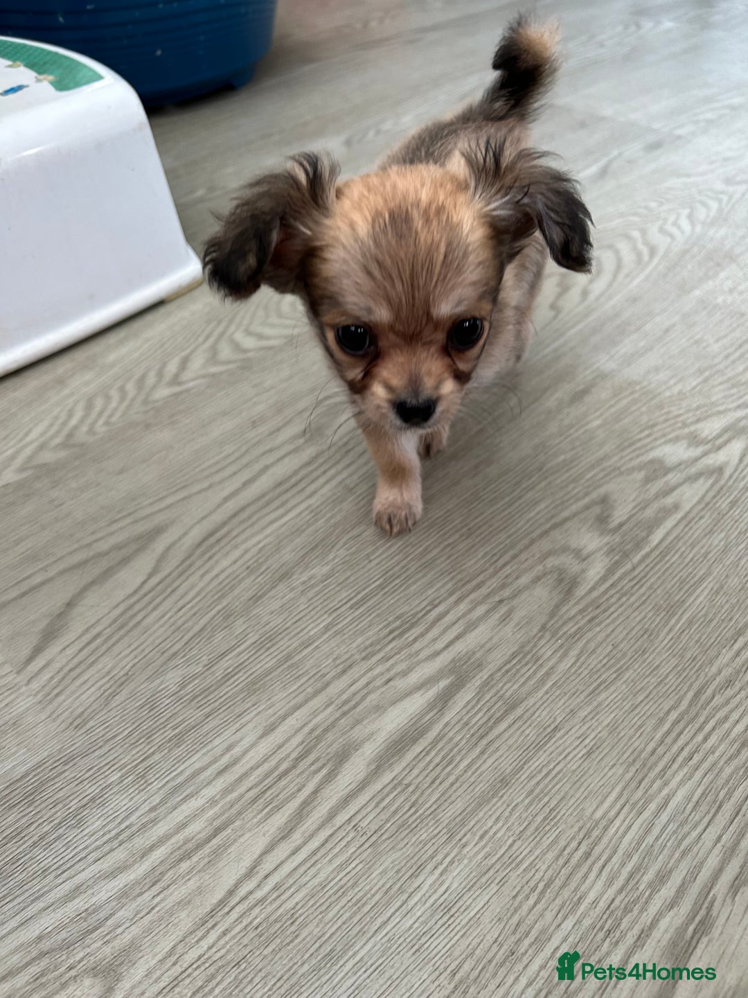Chipoo dogs for sale: F1b Chipoo last girl  - Image 15