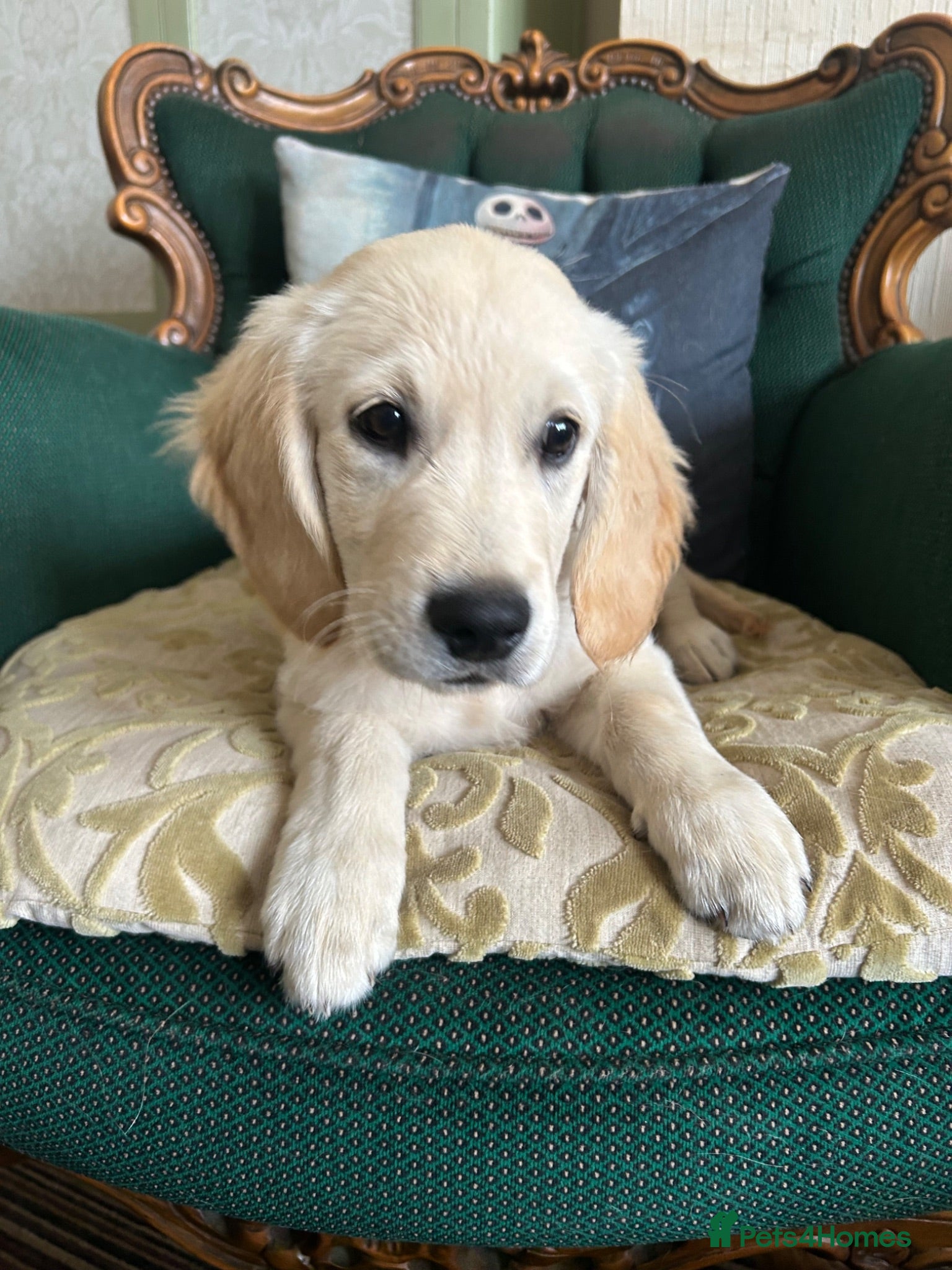Mixed Breed dogs Dakota sports retriever. Only Mr Grey left. 😮  - Advert 1
