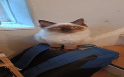 Ragdoll cats for sale: Ragdoll female  - Image 2