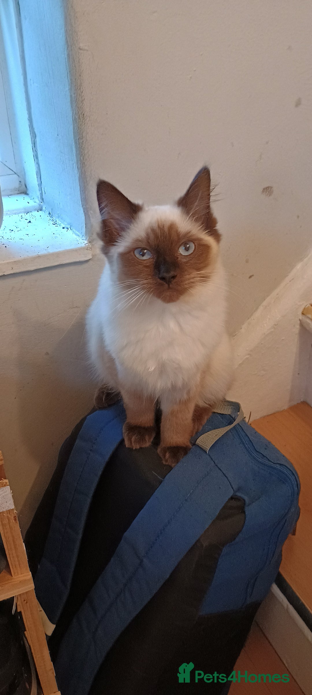 Ragdoll cats for sale: Ragdoll female  - Image 2