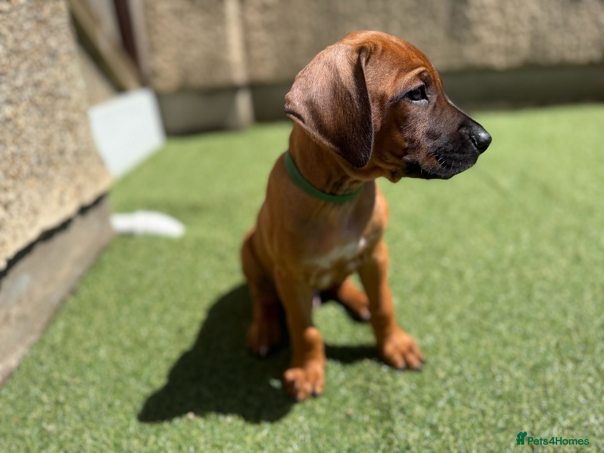 Rhodesian Ridgeback dogs Stunning KC Registered Rhodesian Ridgeback Puppies - Advert 2