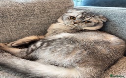 Scottish Fold cats for sale: Scottish fold boy for rehome 🙂 - Image 2