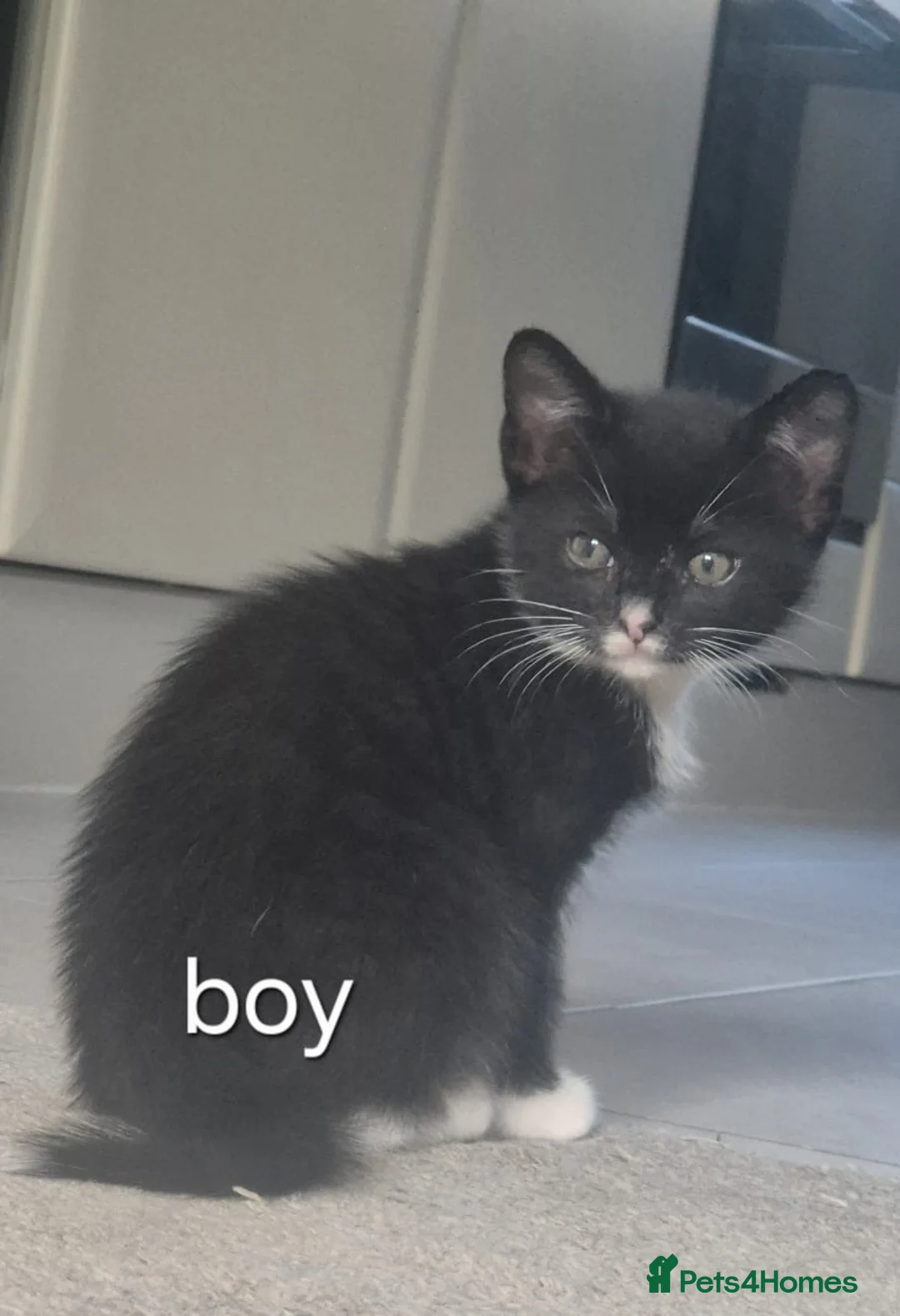 Mixed Breed cats for sale: 5 beautiful kittens in Birkenhead - Advert 2