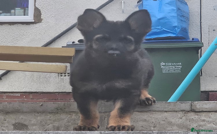 German Shepherd dogs - Advert 2