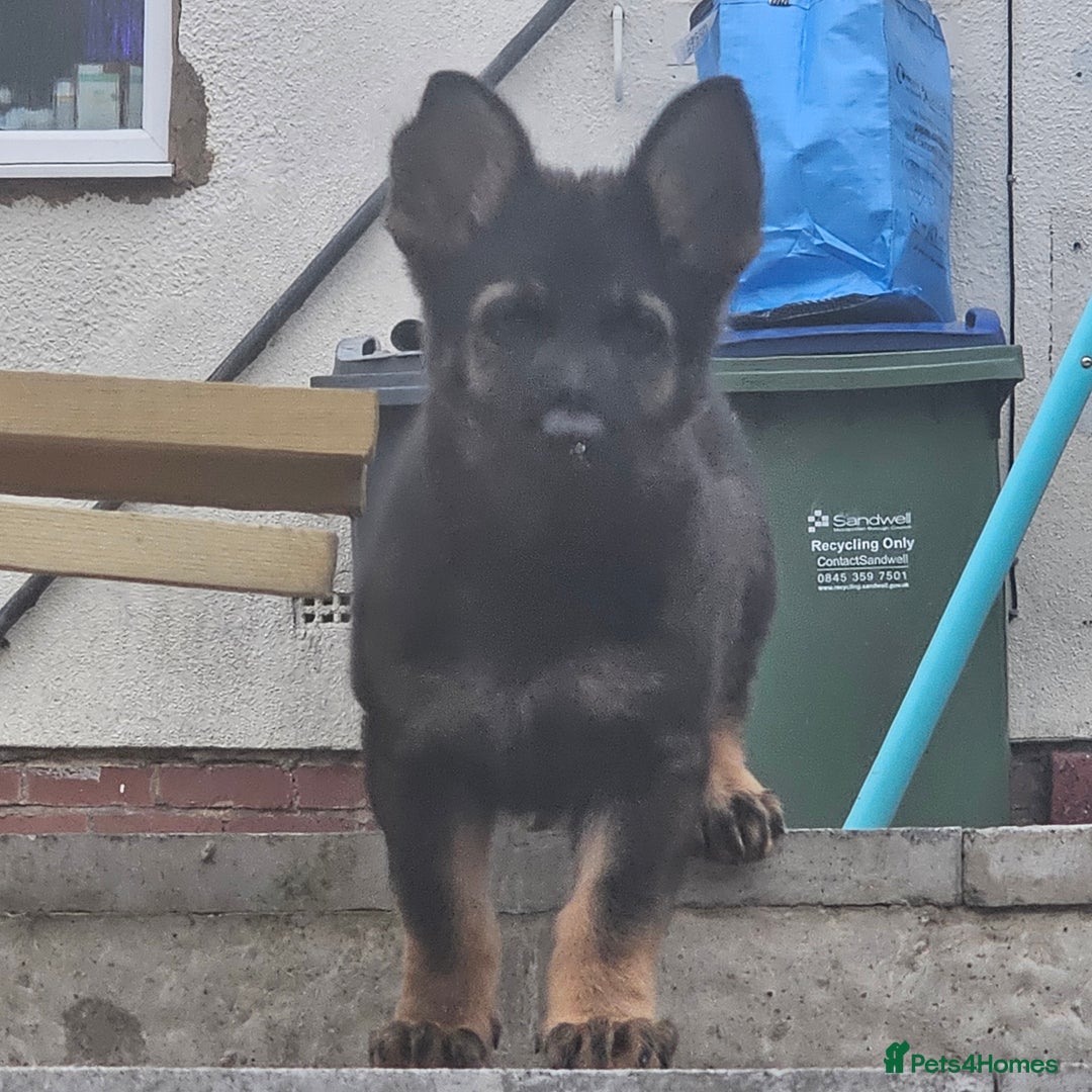 German Shepherd dogs for sale: KC Papered 7 week GSD - Image 1