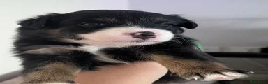 Mixed Breed 2
