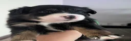 Mixed Breed dogs for sale: Welsh collie puppies  - Advert 2