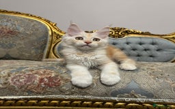 Maine Coon cats for sale: Maine Coon Kittens with Elite Heritage 🌟🌟🌟🌟🌟 - Image 9