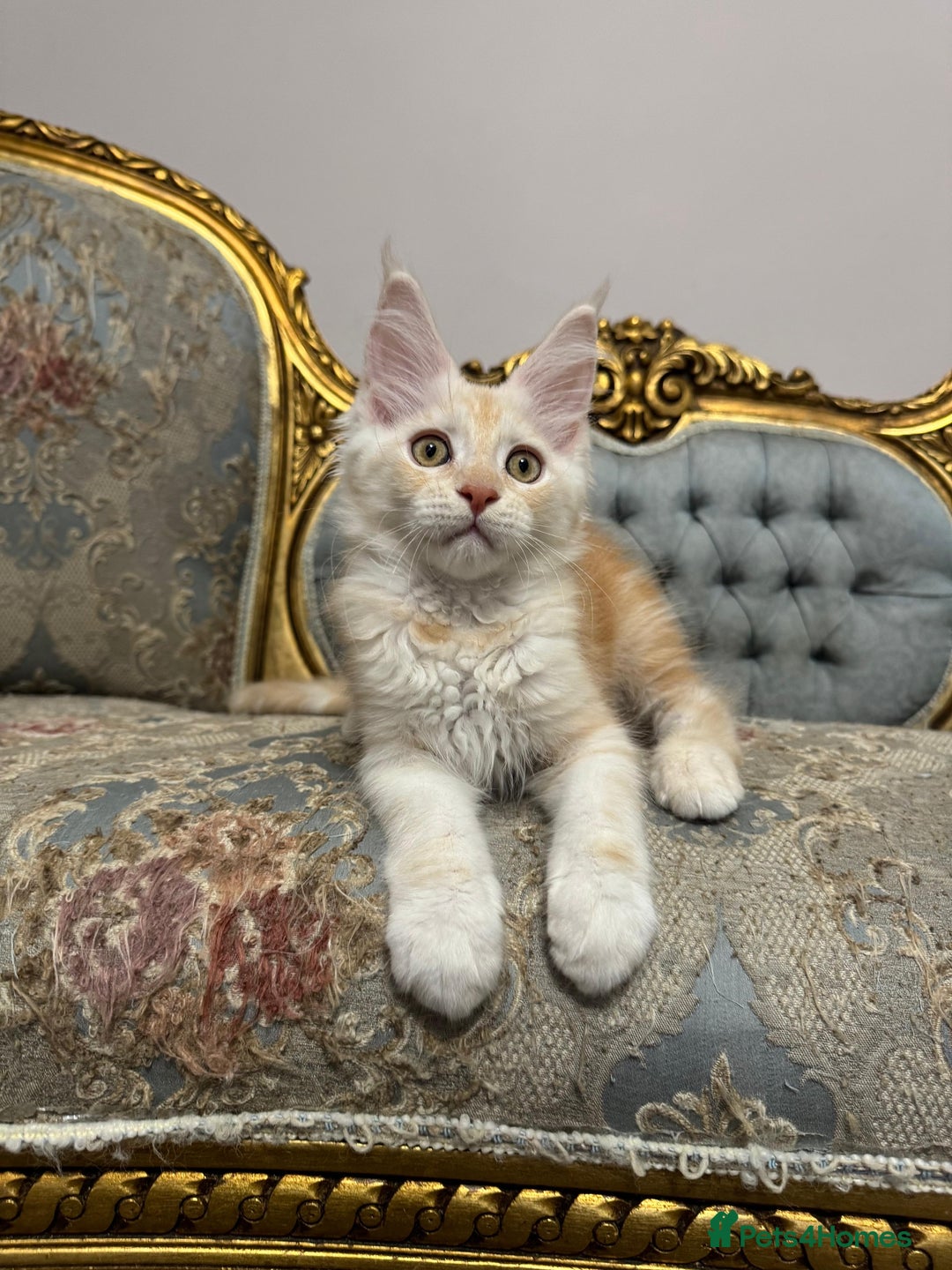 Maine Coon cats for sale: Maine Coon Kittens with Elite Heritage 🌟🌟🌟🌟🌟 - Image 9