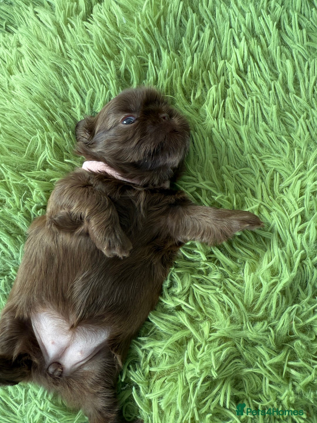 Shih Tzu dogs for sale: Stunning chocolate imperial Shih tzu - Advert 4