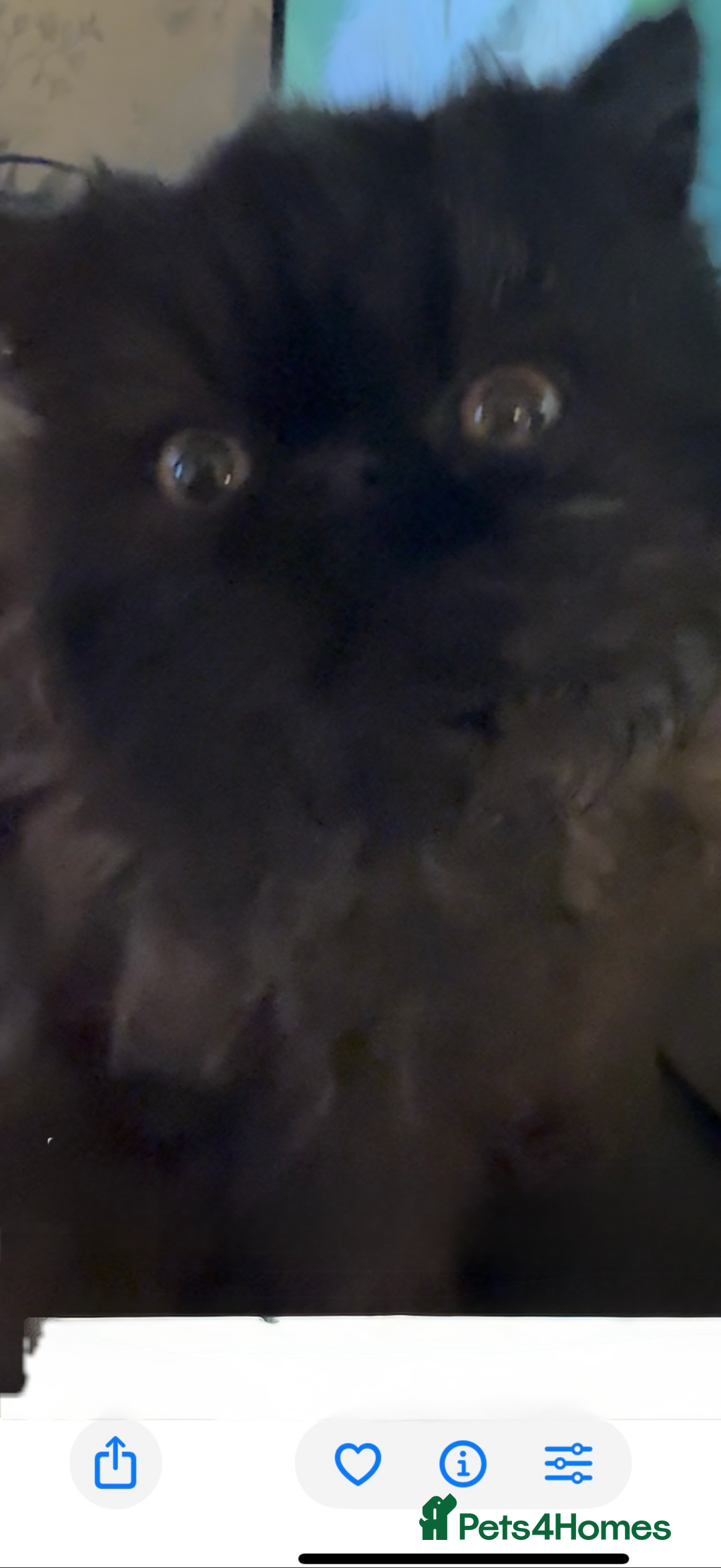 Persian cats for sale: 1 girl left REDUCED GCCF  PERSIANS  - Advert 25