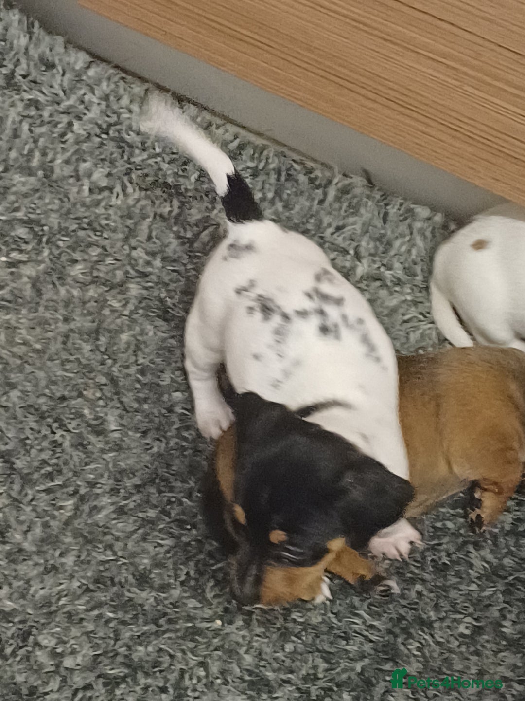 Mixed Breed dogs for sale: Jack Russell/ dachshund  - Image 6