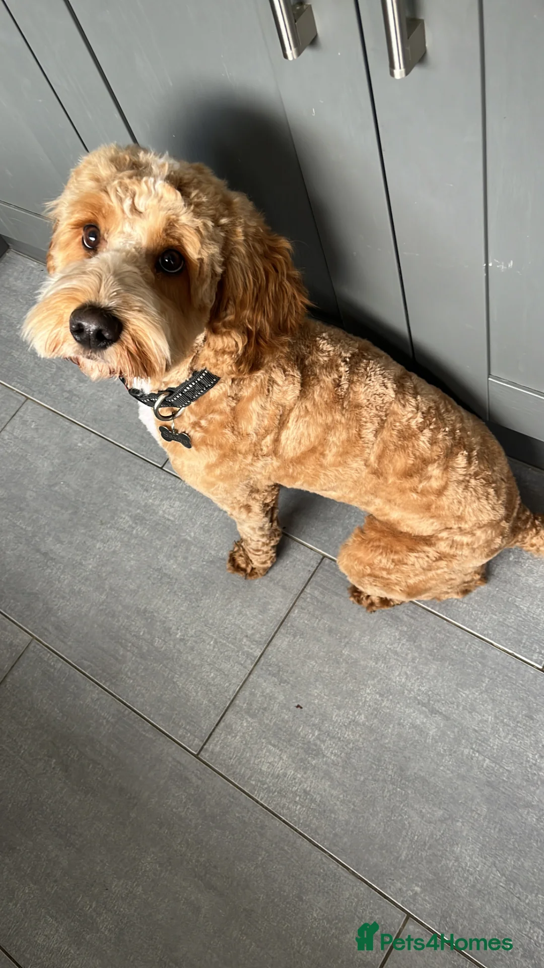 Cockapoo dogs for stud: Saxon - available for stud! - Advert 5