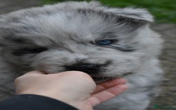 Mixed Breed dogs for sale: Genuine Chowski puppies  - Image 19