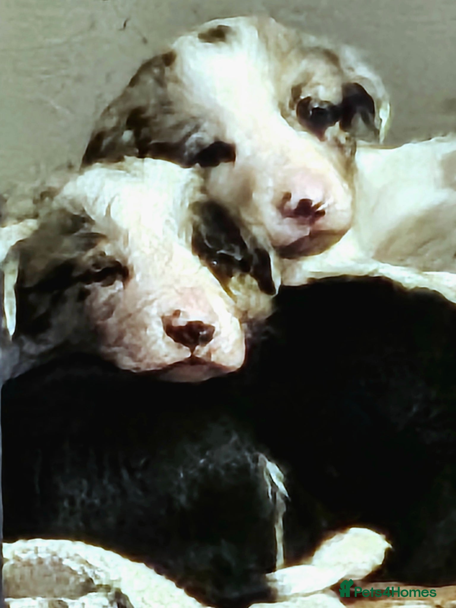 Border Collie dogs 🐾 Adorable Blue Merle Border Collie Puppies 🐾 - Advert 2