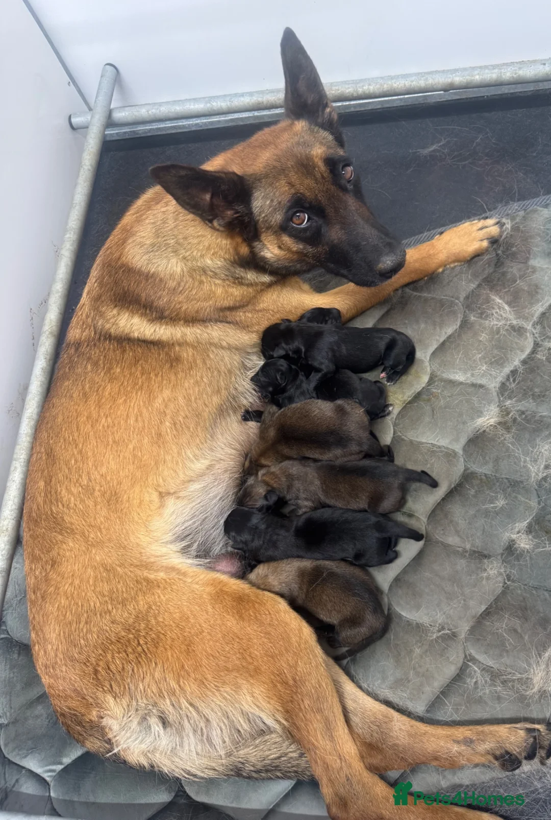 Belgian Shepherd Dog dogs for sale: "READY TO LEAVE" - Advert 1