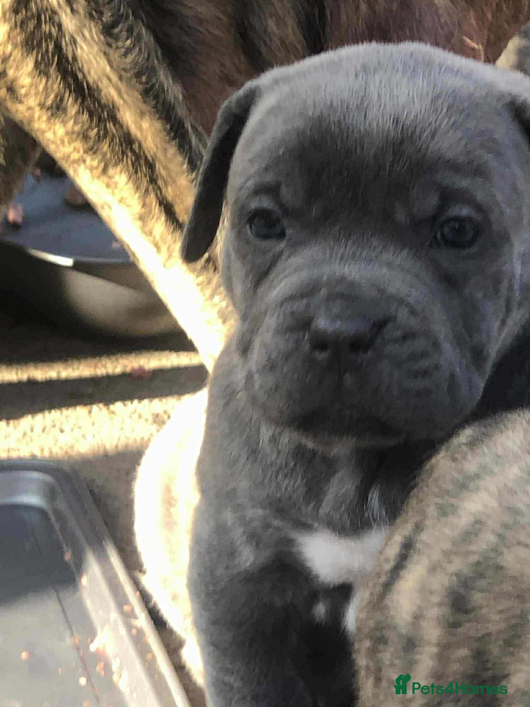 Mastiff dogs for sale: Boerboel x pressa - Image 5