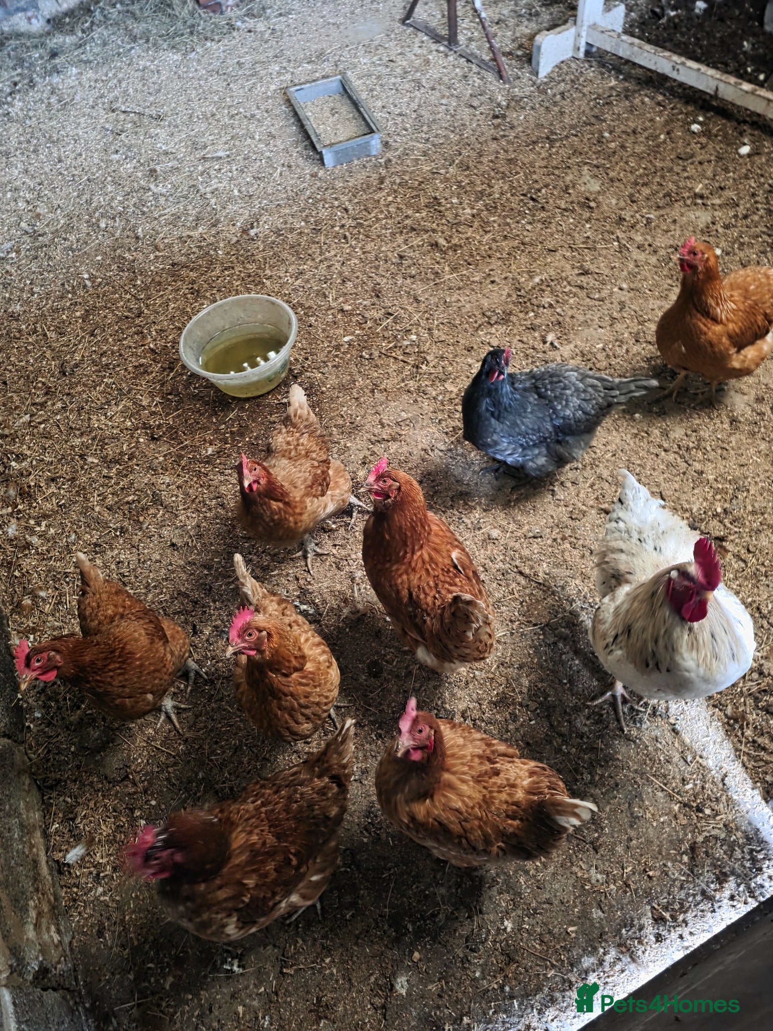 Chickens poultry Whole flock needing a home - Advert 3