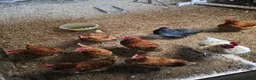 Chickens poultry for sale: Whole flock needing a home - Advert 1
