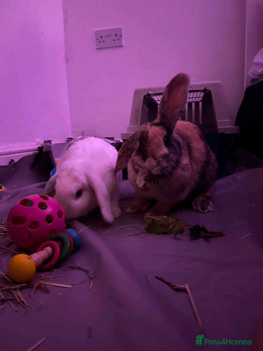 Mixed Breed rabbits for sale: 2 Girl rabbits for sale - need rehoming ASAP - Advert 1