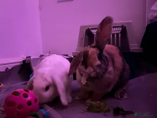 Mixed Breed rabbits 2 Girl rabbits for sale - need rehoming ASAP - Advert 8