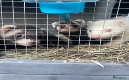 Ferret rodents for sale: Ferrets  - Image 6