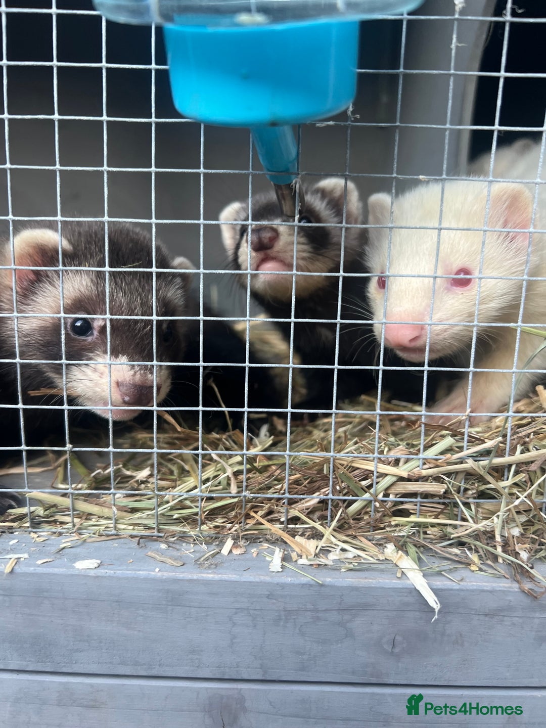 Ferret rodents for sale: Ferrets  - Image 6