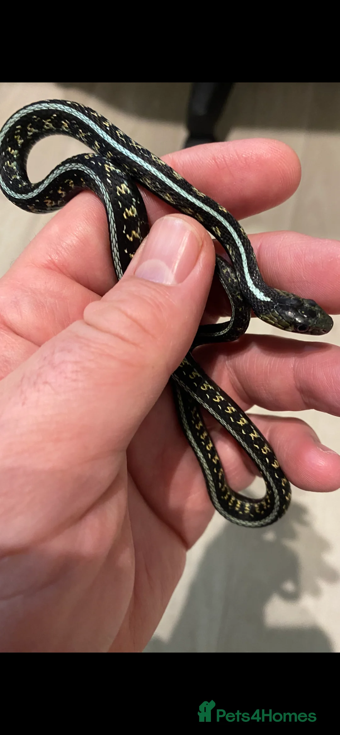 Garter Snake reptiles for sale: Albino and Het Albino checkered garter snakes. - Advert 2