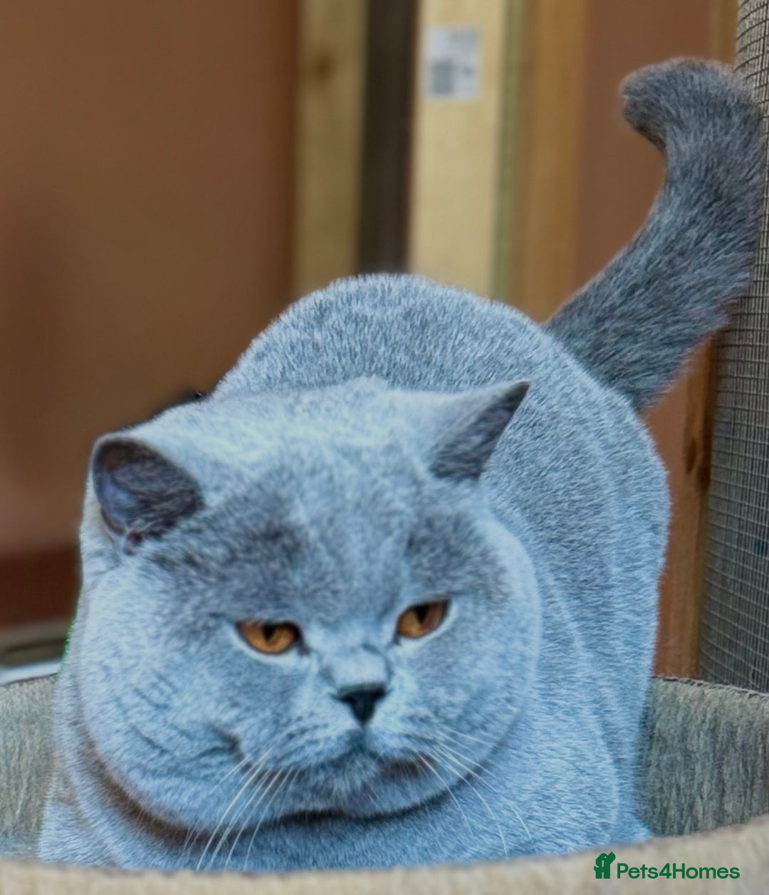 British Shorthair cats for stud: Stunning Import BSH Boy,GCCF&TICA active-for stud! in Mansfield - Advert 3