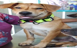 Mixed Breed dogs for sale: Looking for a loving home for one of our 2 Pups! - Image 5