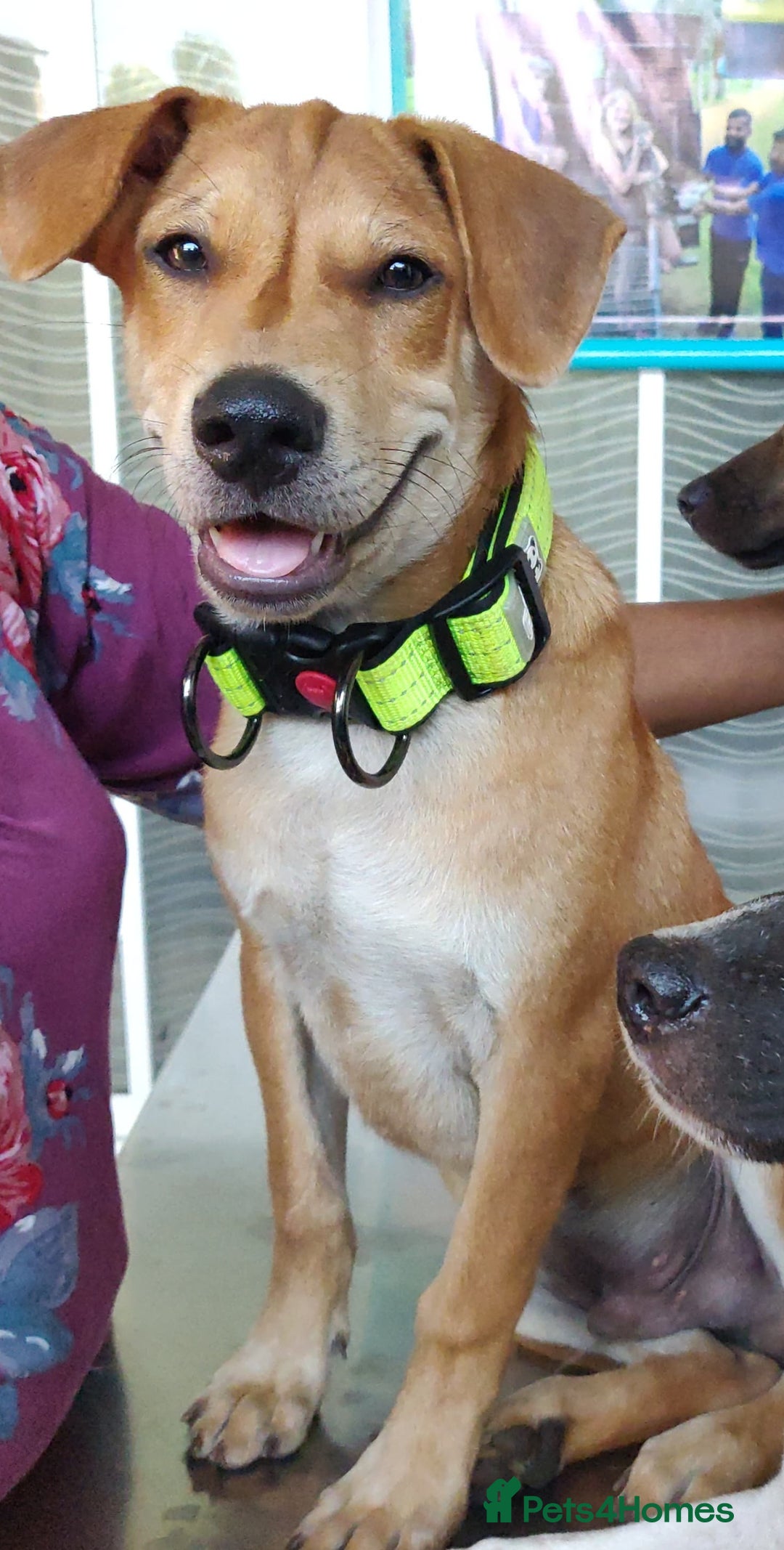Mixed Breed dogs for sale: Looking for a loving home for one of our 2 Pups! - Image 5