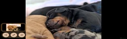 Dachshund dogs for sale: Standard dachshund puppies - Advert 10
