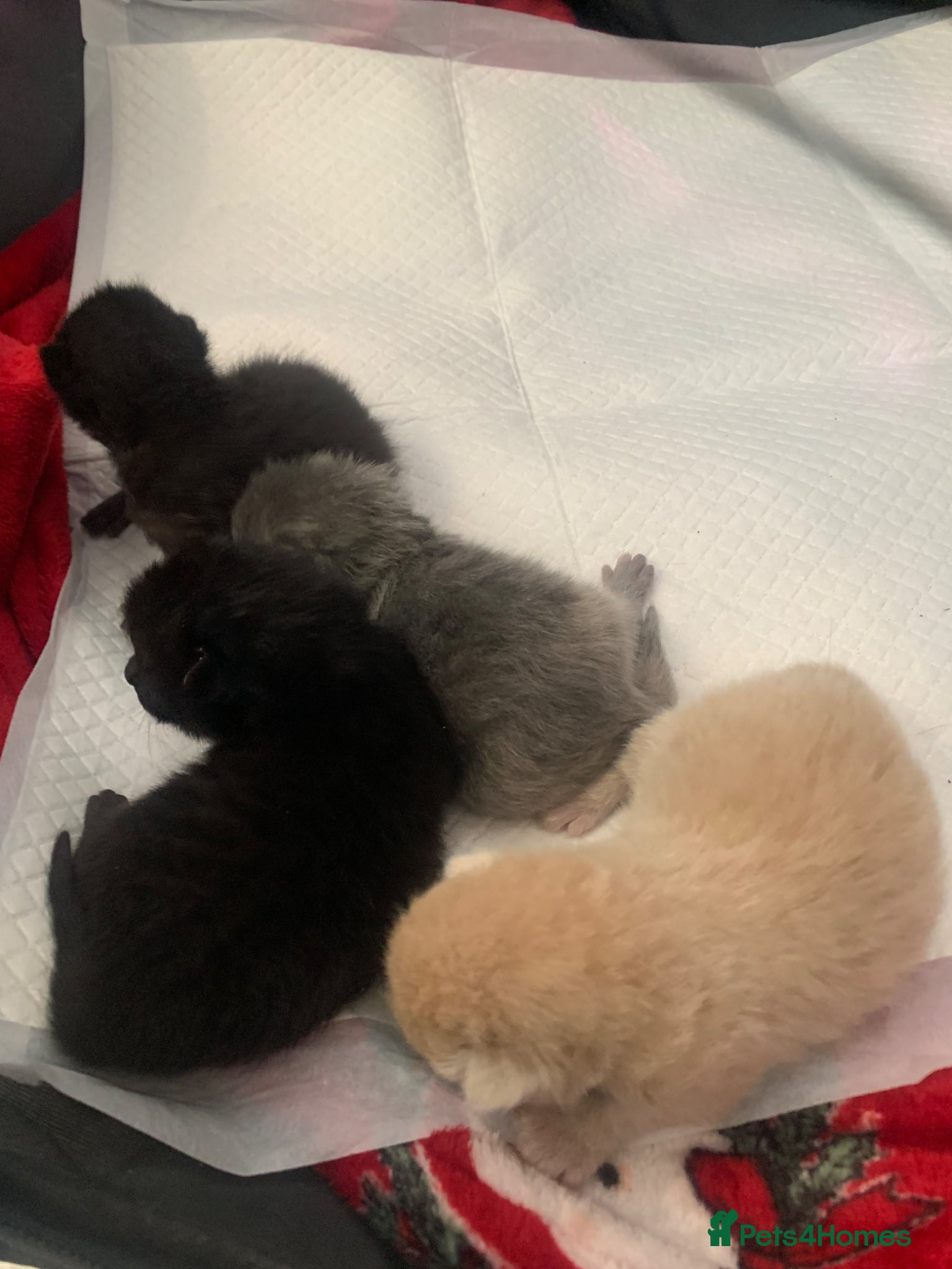 Russian Blue cats Litter of 4 mixed kittens  - Advert 18