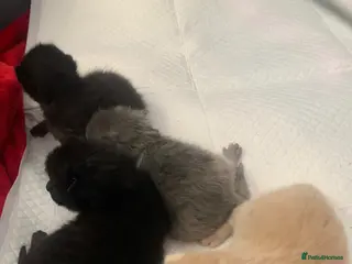 Russian Blue cats Litter of 4 mixed kittens - Advert 2