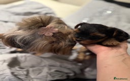 Yorkshire Terrier dogs for sale: Beautiful Yorkie Puppy – 1 Girl Available - Image 5