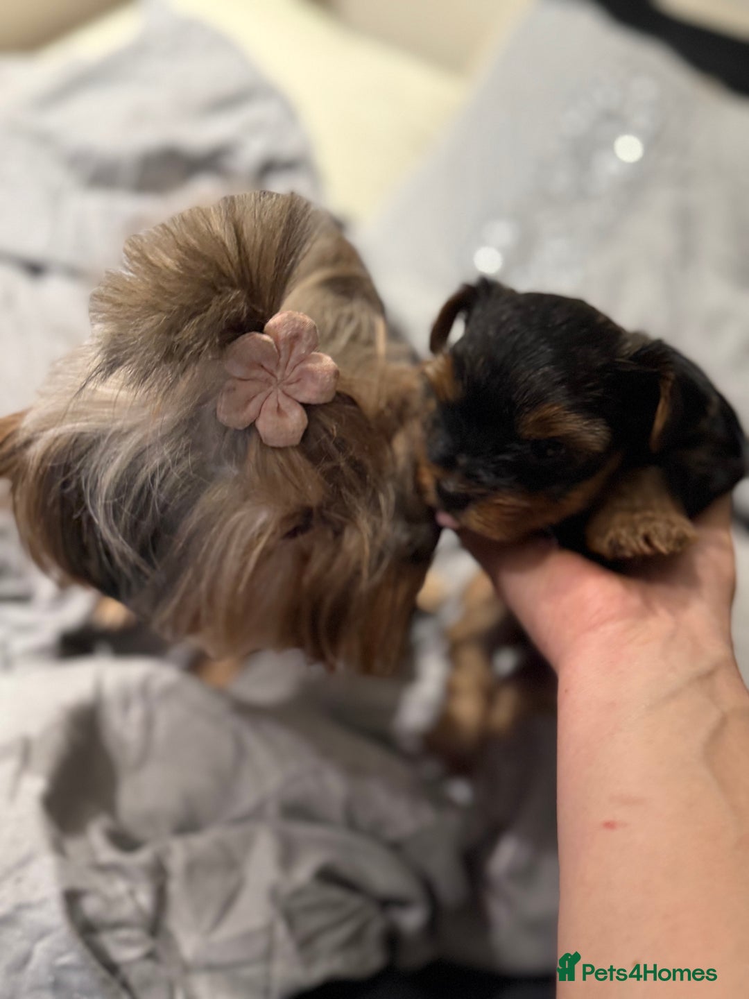 Yorkshire Terrier dogs for sale: Beautiful Yorkie Puppy – 1 Girl Available - Image 5