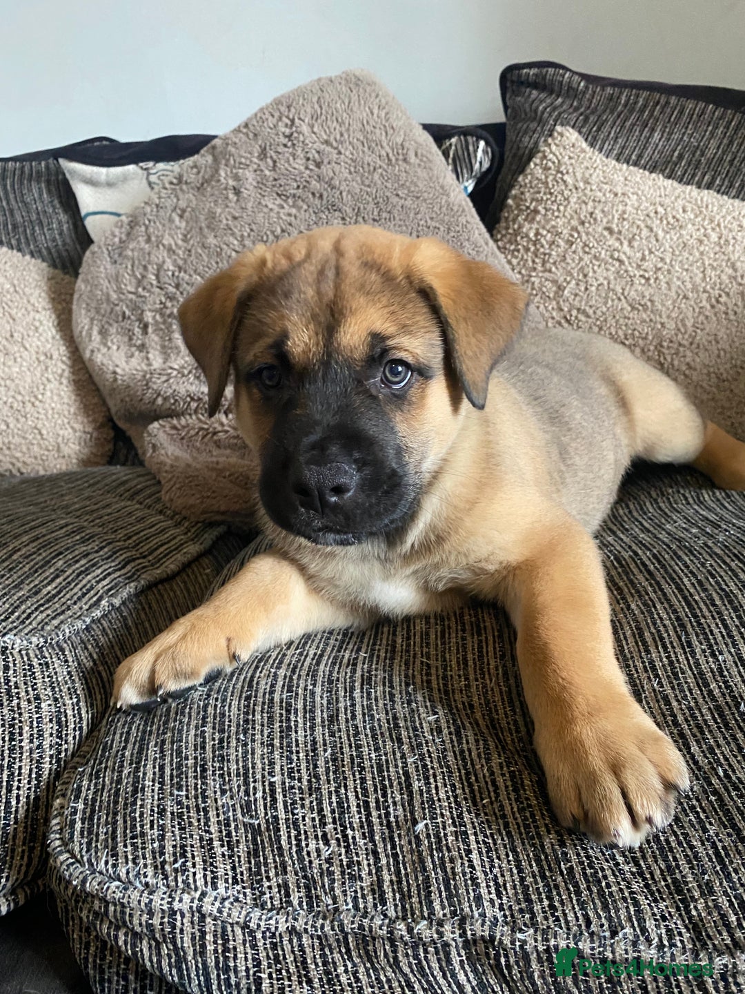 Mixed Breed dogs for sale: Rottweiler x Akita puppy  - Image 5