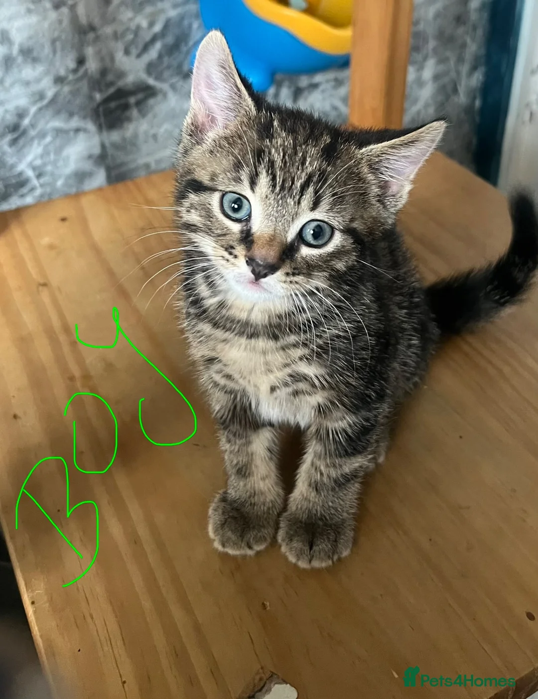 Mixed Breed cats for sale: Adorable Kittens Looking for Homes 🐱❤️  - Advert 1