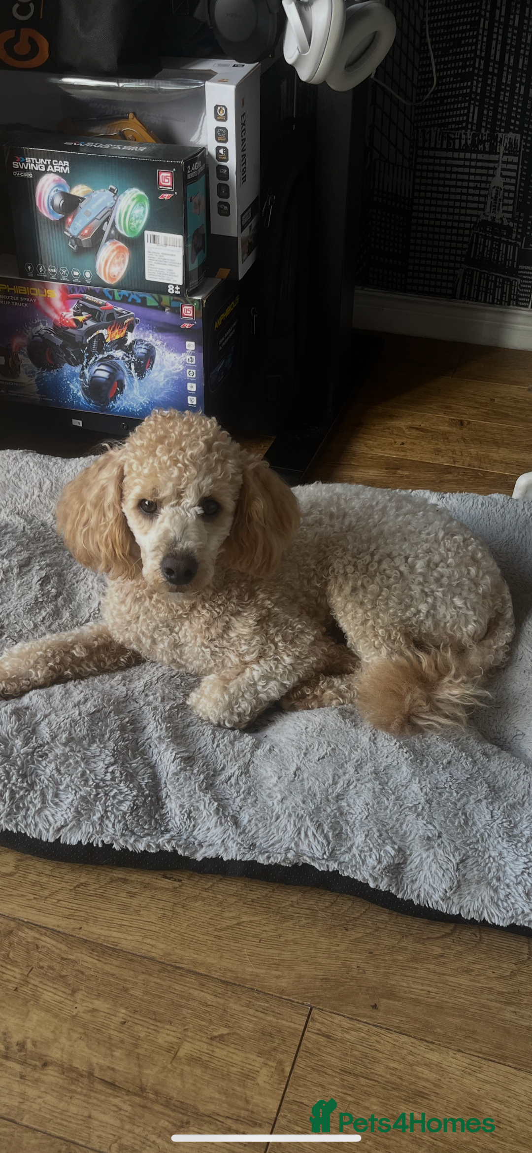 Poodle dogs for stud: Beautiful Poodle Stud - Image 1