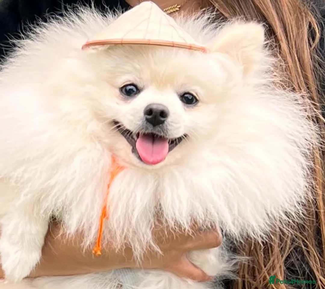 Pomeranian dogs for stud: Proven White Cream Pomeranian male for Stud in London - Advert 6