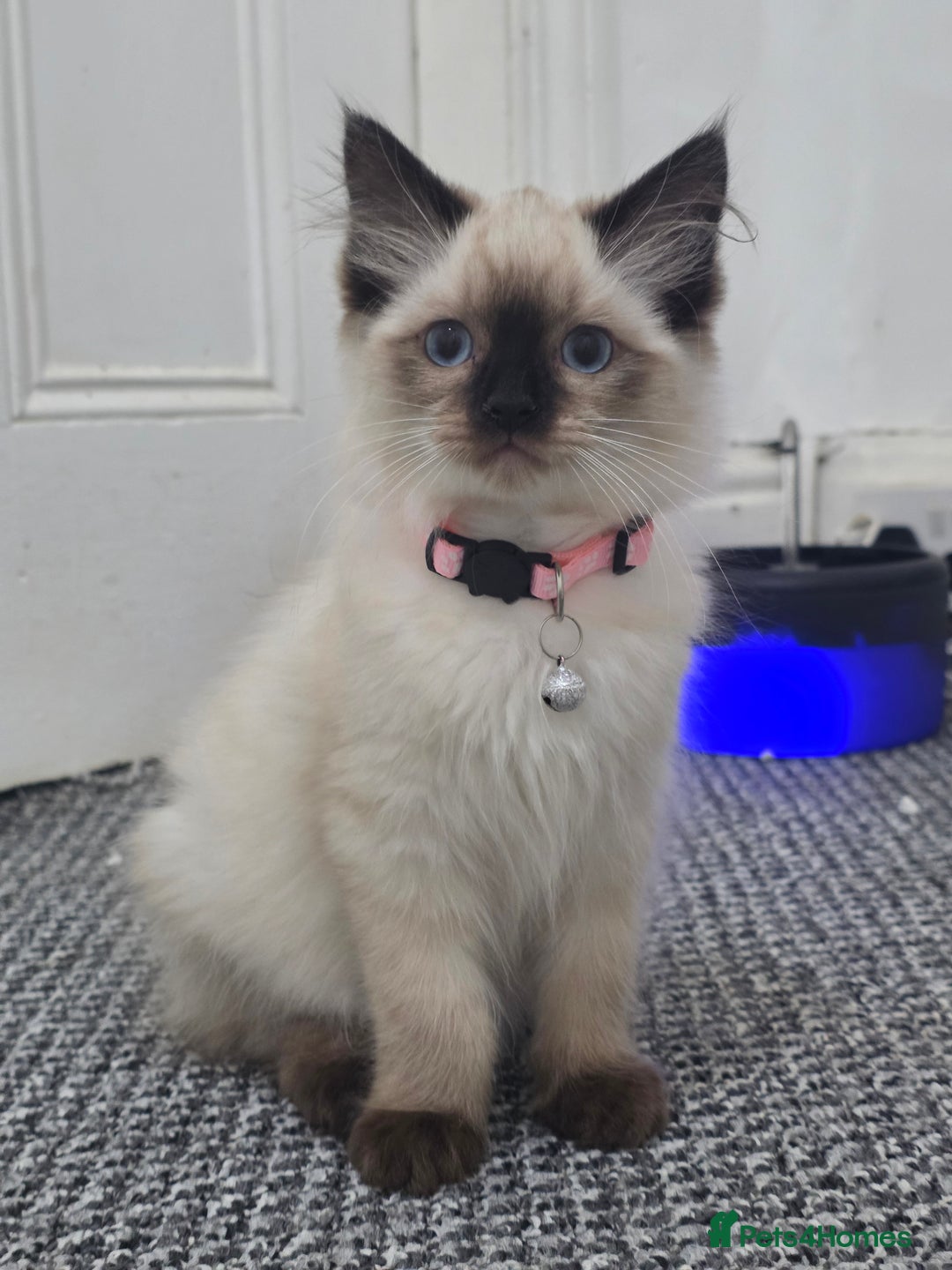 Ragdoll cats for sale: Beautiful Ragdoll kittens ready for a new home  - Advert 7