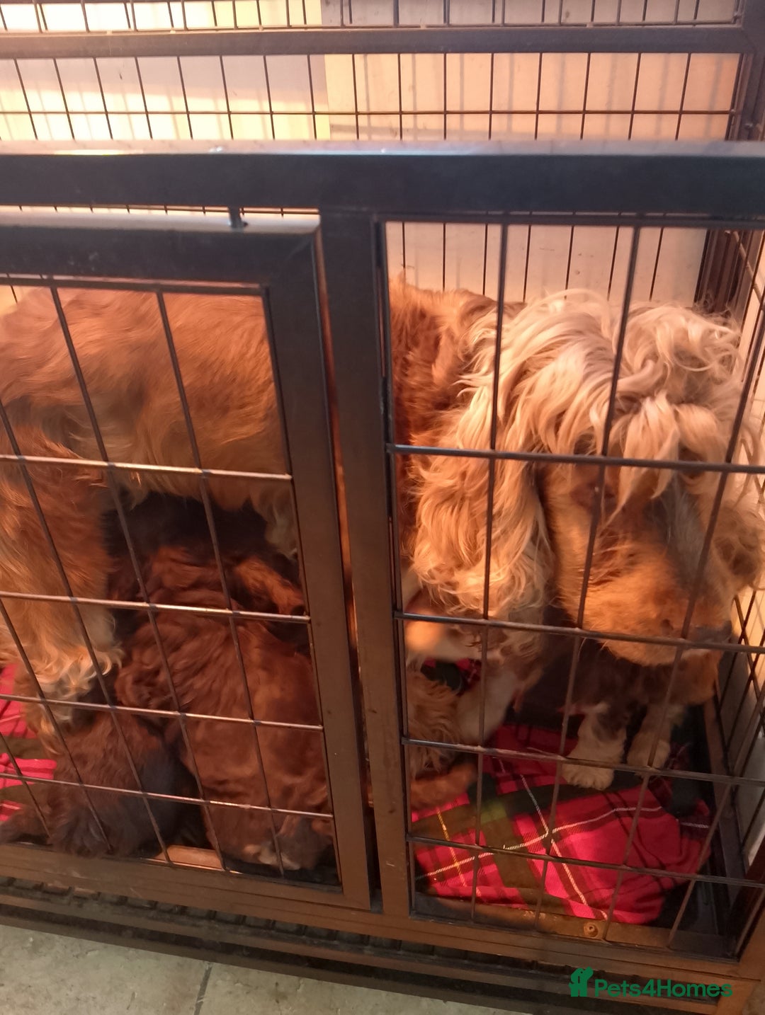 Cockapoo dogs for sale: F1 Chocolate Choc/Tan and Gold Cockapoo Puppies - Image 13