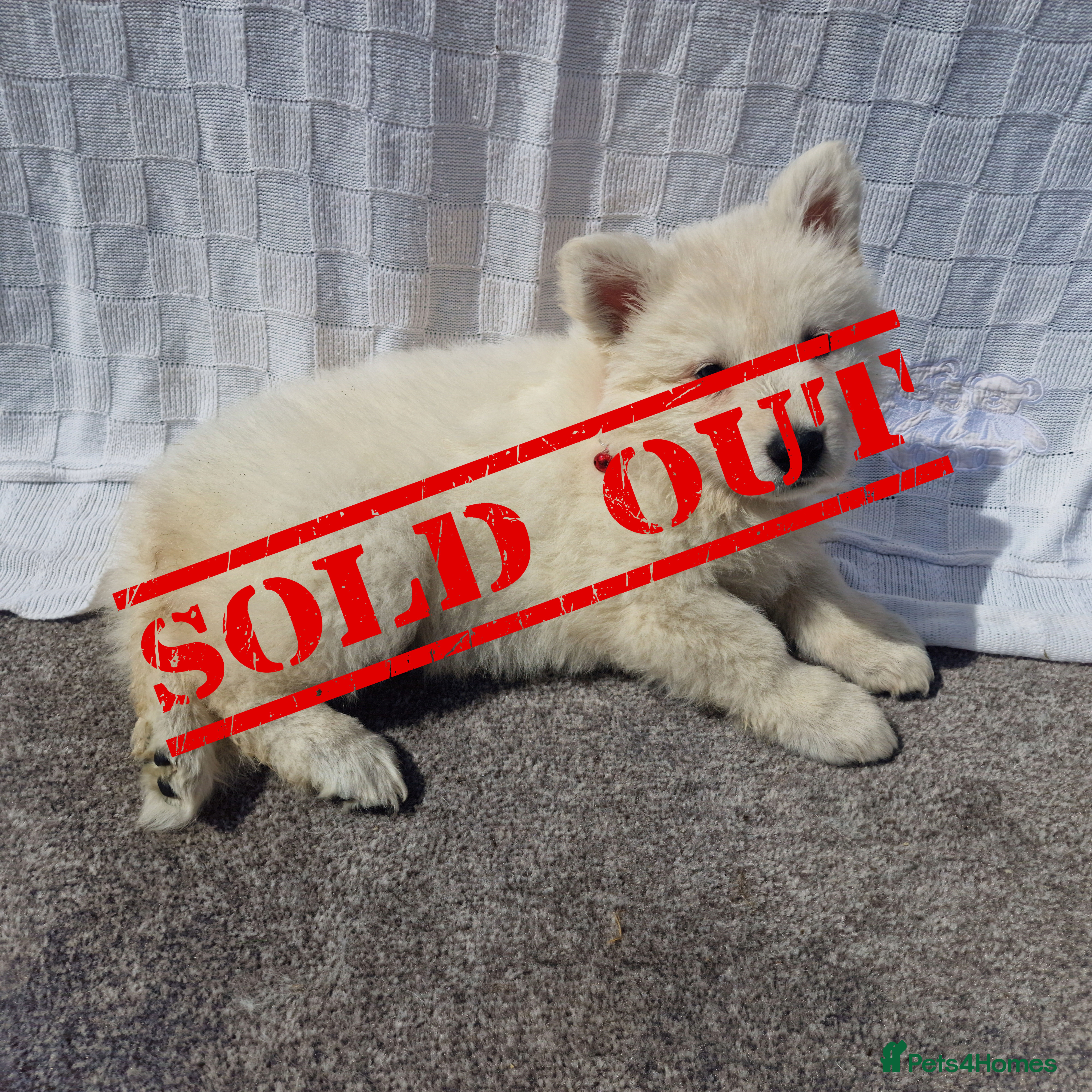 German Shepherd dogs 🔥Reduced🔥White GSD-2Girls Left Ready to go NOW🔥 - Advert 2